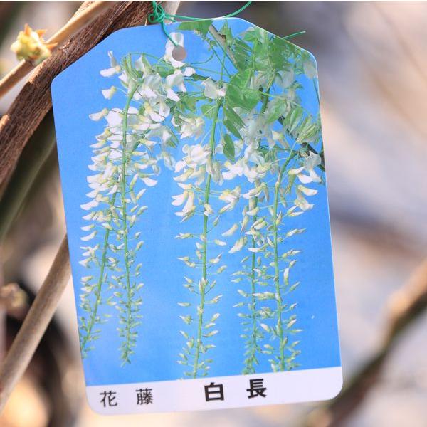 やはり藤は大きい方が目立つ 庭木:花藤(はなふじ)*特大 樹高 やはり藤は大きい方が目立つ 庭木:花藤(はなふじ)*特大 樹高