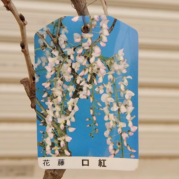 やはり藤は大きい方が目立つ 庭木:花藤(はなふじ)*特大 樹高 やはり藤は大きい方が目立つ 庭木:花藤(はなふじ)*特大 樹高