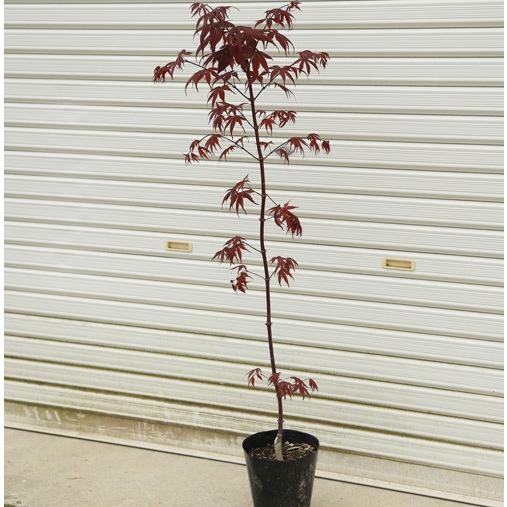 青枝垂れ紅葉 野村紅葉 2株セット 青枝垂れ紅葉 野村紅葉 2株セット