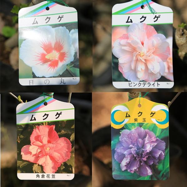 庭木苗 ムクゲ 品種お選びください B群 ちょうど良い大きさ 3種類以上のご注文で500円値引き N0642 B 遊恵盆栽 Yahoo 店 通販 Yahoo ショッピング