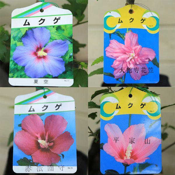 庭木苗 ムクゲ 品種お選びください ちょうど良い大きさ 3種類以上のご注文で500円値引き N0642 遊恵盆栽 Yahoo 店 通販 Yahoo ショッピング
