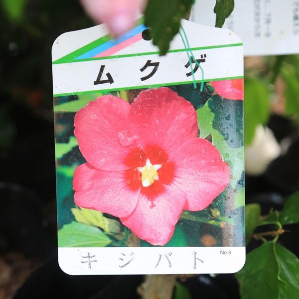 庭木苗 ムクゲ 品種お選びください ちょうど良い大きさ 3種類以上のご注文で500円値引き N0642 遊恵盆栽 Yahoo 店 通販 Yahoo ショッピング