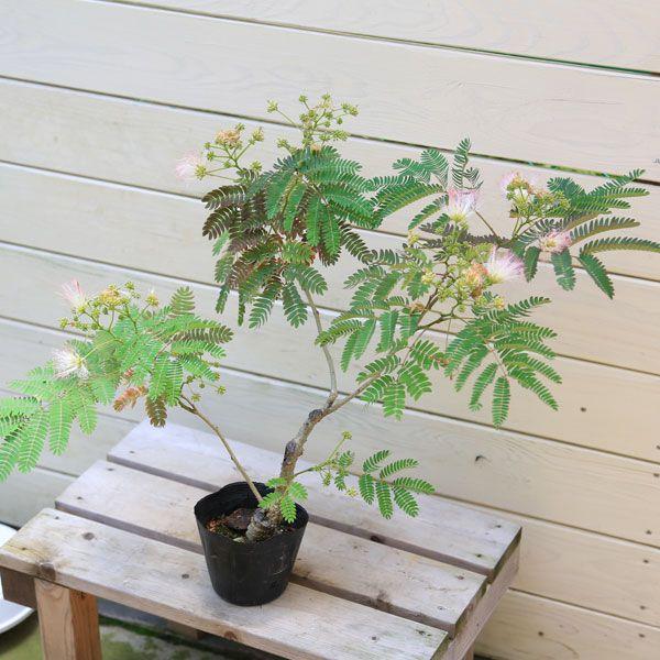 ※ネムの木、ピンクの花と葉が特徴の盆栽 ネムの木、ピンクの花と葉が特徴の盆栽 レイ | ネムの