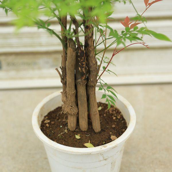 厄除け・縁起良しの庭木:南天(太幹)*赤南天or白南天 : 遊恵 厄除け・縁起良しの庭木:南天(太幹)*赤南天or白南天 : 遊恵