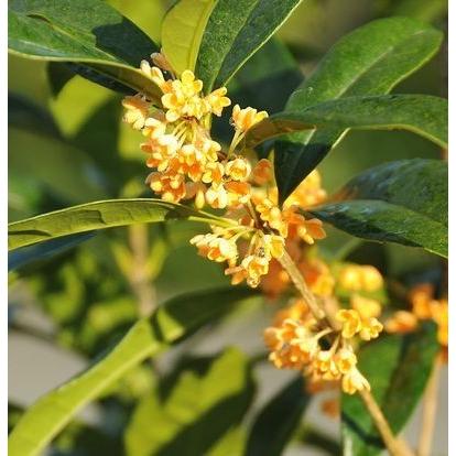 特選庭木：金木犀（キンモクセイ）* 樹高：約160cm 全高：約