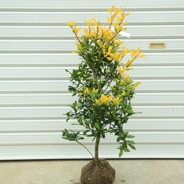 魔除けの庭木：西洋ヒイラギ（サニーフォスター）*樹高 約60cm