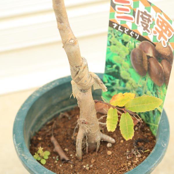 一年に3度実を付ける 家庭果樹・庭木：三度栗（さんどぐり）* : 遊恵