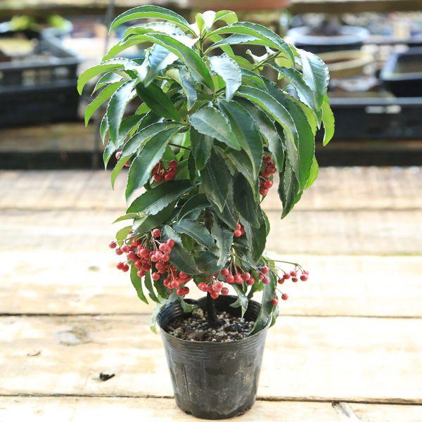 ラッピング ※ 苗：万両（赤実） 盆栽用苗 | sosktv.ca