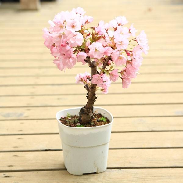 ベストセット庭木 紅白南天 小 季節の花木 桜 苗木 山アジサイ など N0713 遊恵盆栽 Yahoo 店 通販 Yahoo ショッピング