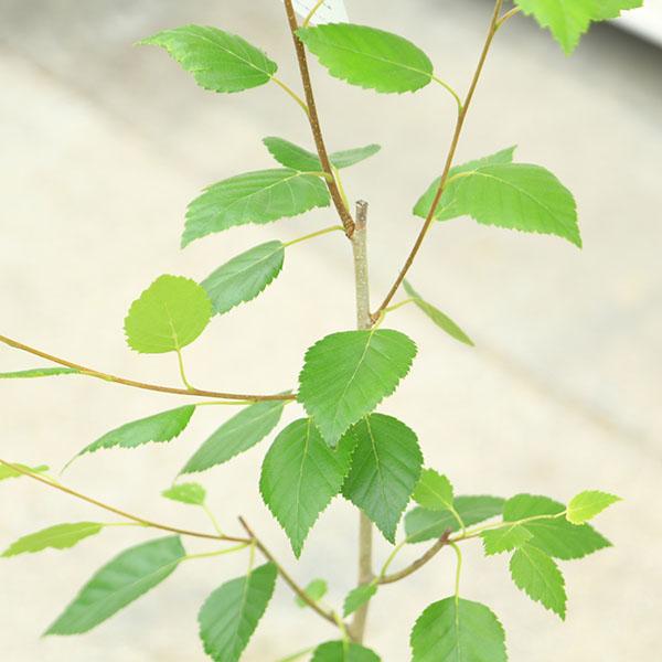 シャラの木(ナツツバキ) 白樺ジャクモンティー苗木 2種セット 人気の庭木 シャラの木(ナツツバキ) 白樺ジャクモンティー苗木 2種セット