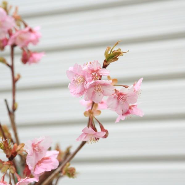 庭木：河津桜（かわつざくら）*早咲き性の有名品種 全高 100cm