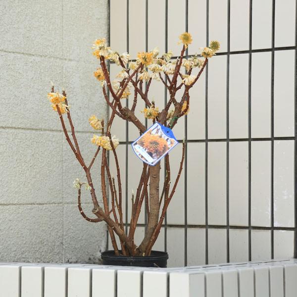 庭木：黄色大輪中国ミツマタ（三又）*大株 : 遊恵盆栽 Yahoo!店 - 通販