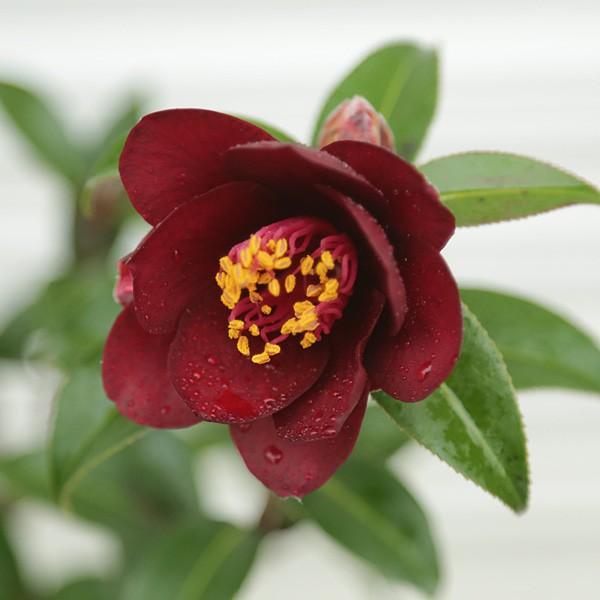 庭木 黒椿 ナイトライダー くろつばき ツバキ 大 N0722 遊恵盆栽 Yahoo 店 通販 Yahoo ショッピング