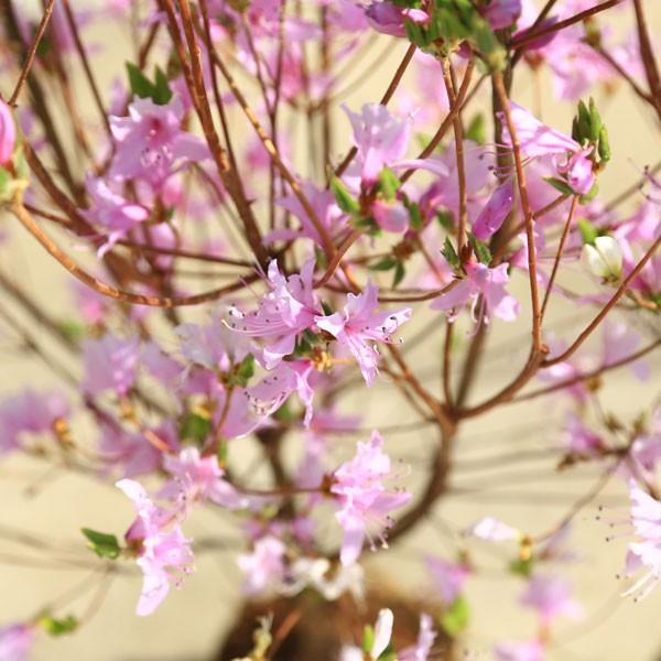 庭木:ミツバツツジ(三つ葉つつじ)ピンク花or白花 花色をお 庭木:ミツバツツジ(三つ葉つつじ)ピンク花or白花 花色をお