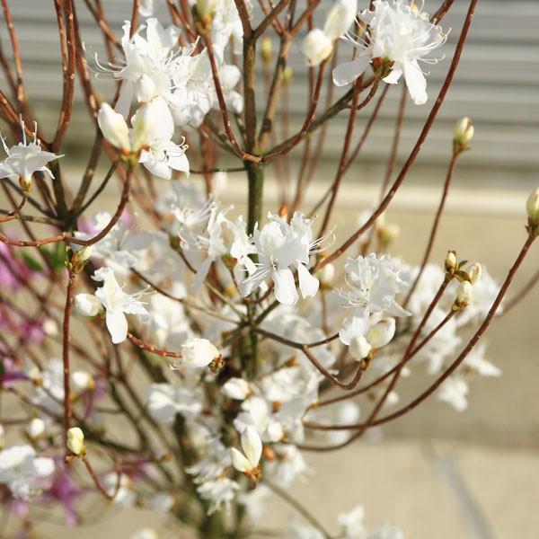 庭木：ミツバツツジ*（三つ葉つつじ）ピンク花or白花 花色をお選び