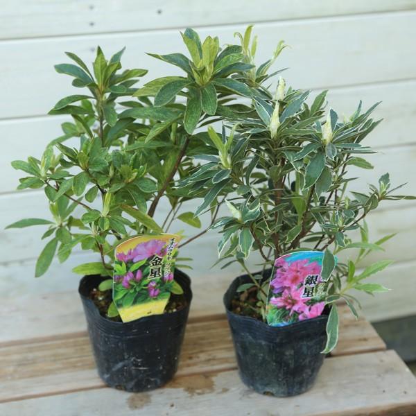 庭木苗 オオムラサキツツジ 金星or銀星 N0740 遊恵盆栽 Yahoo 店 通販 Yahoo ショッピング