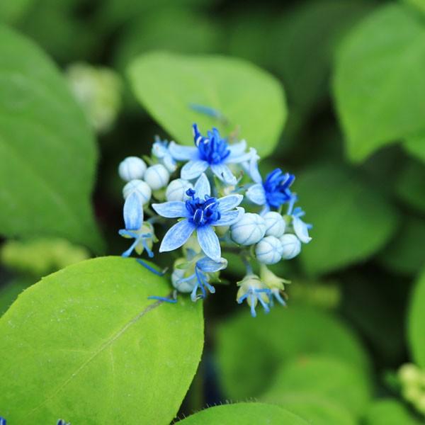 苗 常山アジサイ じょうざんあじさい 碧の瞳 ディクロア 紫陽花 N0749 遊恵盆栽 Yahoo 店 通販 Yahoo ショッピング