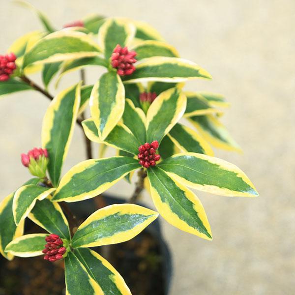 庭木苗：覆輪沈丁花(ジンチョウゲ)*前島 大株 : 遊恵盆栽 Yahoo!店