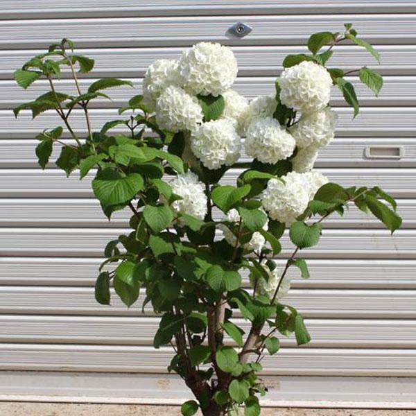 特撰良品　庭木：オオデマリ*(おおでまり)大手毬（ポット植え）お花は終了しました。（Yahoo!・遊恵盆栽　Yahoo!店）