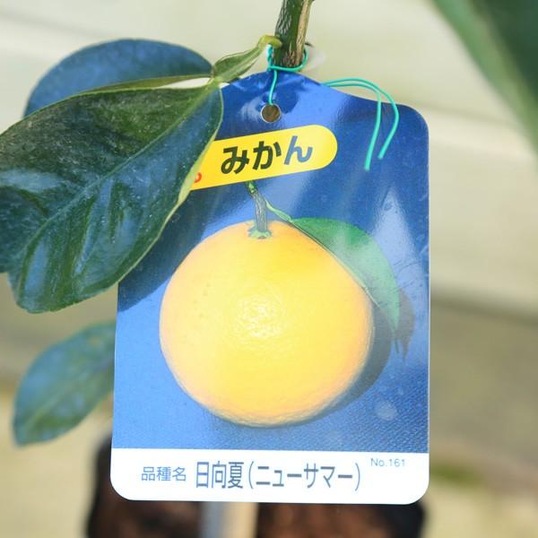 庭木・苗木：日向夏ニューサマー*（ひゅうがなつにゅーさまー）ニュー