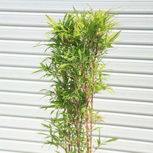 庭木：朱竹（紅寒竹）*白ポット 大株 100cm : 遊恵盆栽 Yahoo!店