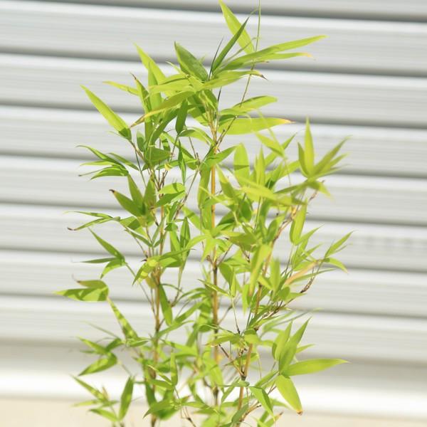 庭木・植木：ホテイチク*（布袋竹）小丸ポット 佐川急便発送 : 遊恵