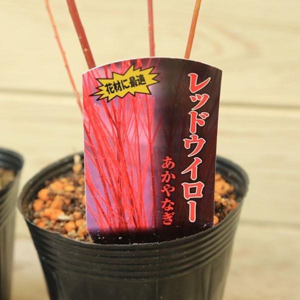 庭木・苗・花材：赤柳＆黒柳（レッドウィロー、ブラックウィロー） 2