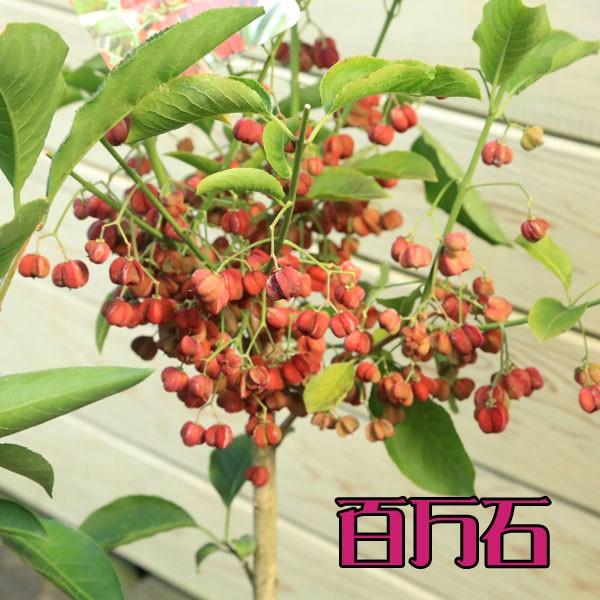 庭木：まゆみ*（マユミ）真弓 （百万石、白マユミ、紅千石