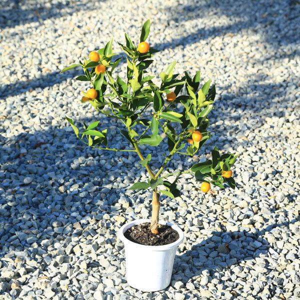 庭木 果樹苗:キンカン(種なし金柑)ぷちまる* きんかん 庭木 果樹苗:キンカン(種なし金柑)ぷちまる* きんかん