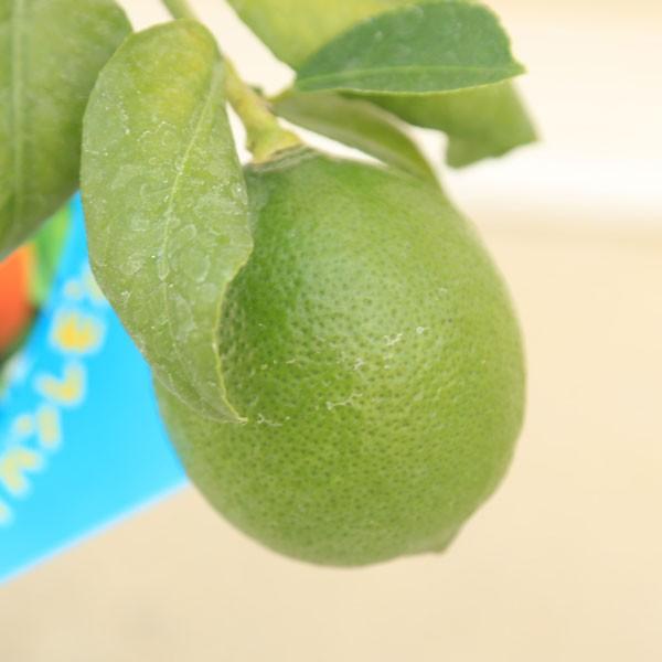 家庭果樹 サイパンレモン さいぱんれもん 接木苗 N0802 遊恵盆栽 Yahoo 店 通販 Yahoo ショッピング