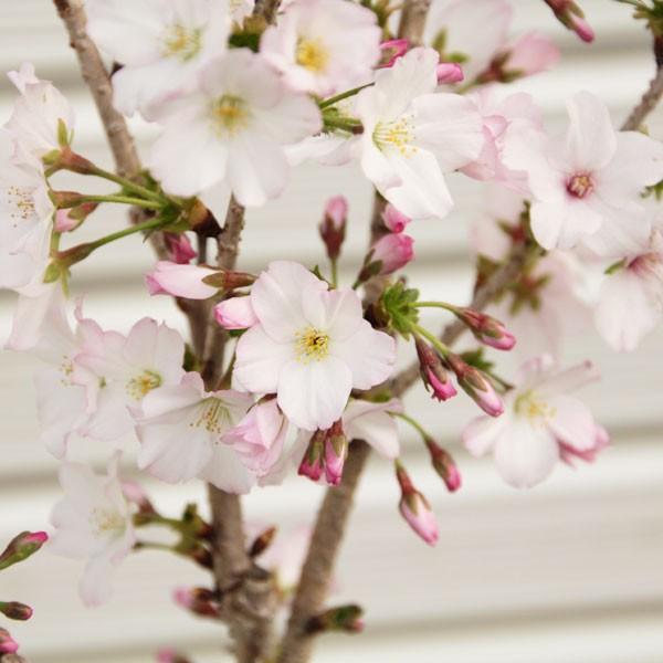 苗・庭木苗：御殿場桜 ごてんばさくら * 花縁が桃色に染まる美しい一重