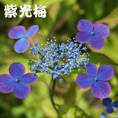 在庫限り 完売次第終了ぽっきりsale ガクアジサイ 15cmポット 12本セット 送料無料 保付 超美品 Thedarkempire Org