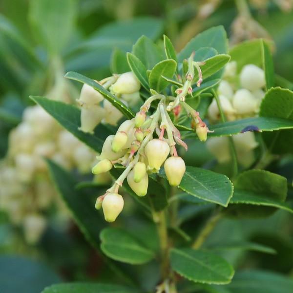 庭木苗：イチゴの木（ストロベリーツリー）　*４号ポット赤花or白花｜y-bonsai｜03