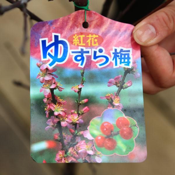 愛媛県引き取り限定 ユスラウメ 植木 梅 愛媛県 松山市 美しい花とたくさんの実を楽しめます。庭木：ゆすら梅*（ユスラウメ