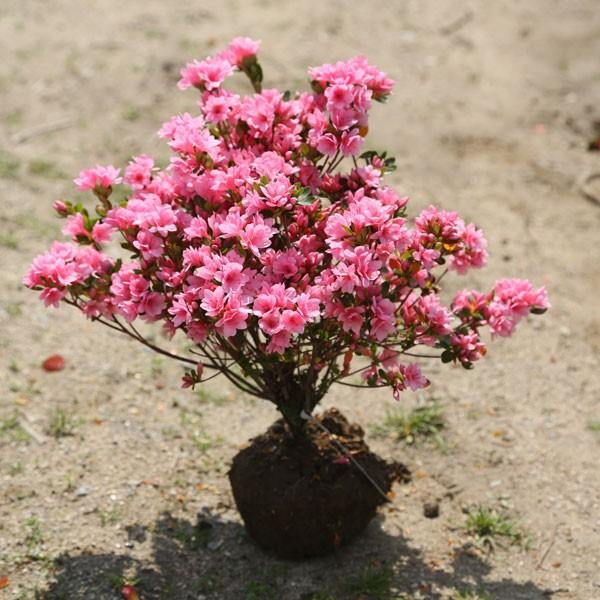 庭木：久留米つつじ*/クルメツツジ キリン（麒麟）桃色の代表種