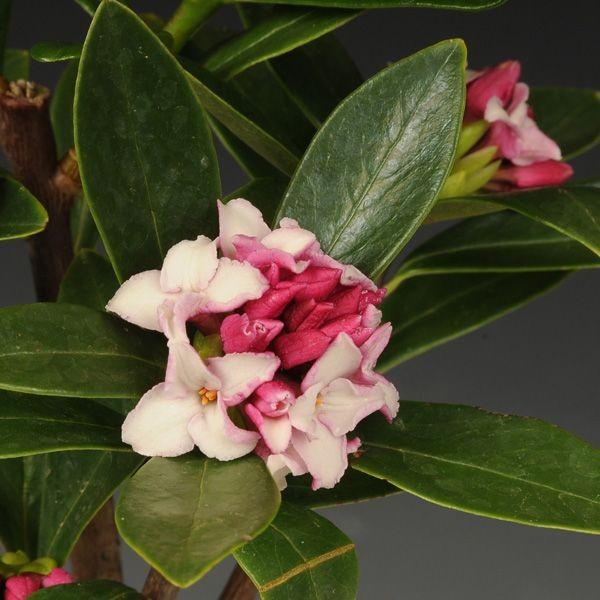 庭木・植木：沈丁花 * ジンチョウゲ 赤花 根巻（地中ポット） : 遊恵