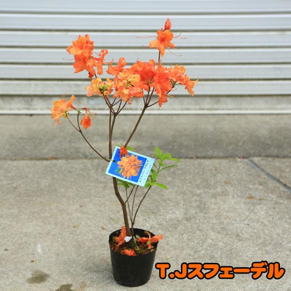 庭木：エクスバリーアザレア* 各種お選びください レンゲツツジの仲間