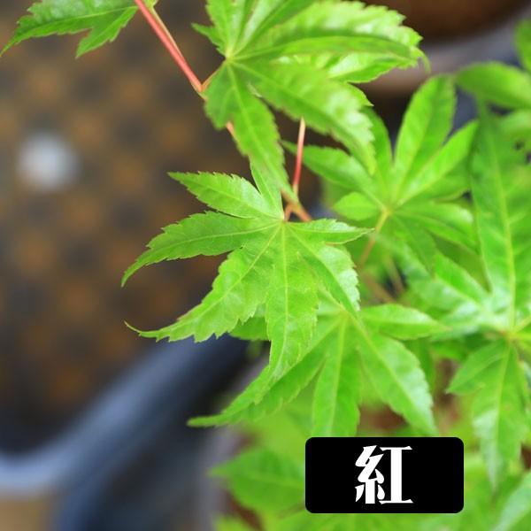 小品盆栽：世界のもみじ盆栽（紅葉）（モミジ）お気に入りの品種