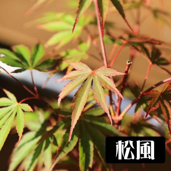 小品盆栽：世界のもみじ盆栽（紅葉）（モミジ）お気に入りの品種