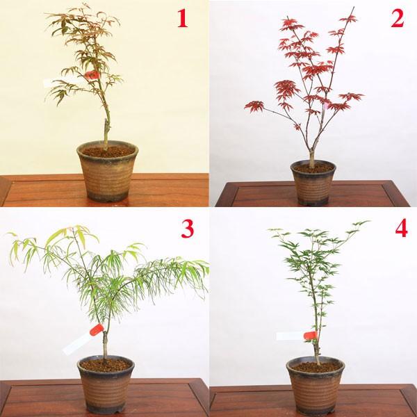 小品盆栽：世界のもみじ盆栽（紅葉）（モミジ）お気に入りの品種