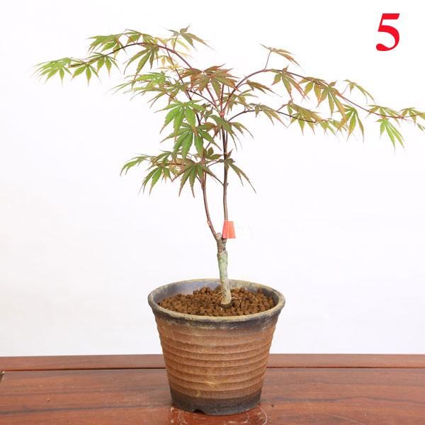 小品盆栽：世界のもみじ盆栽（紅葉）（モミジ）お気に入りの品種