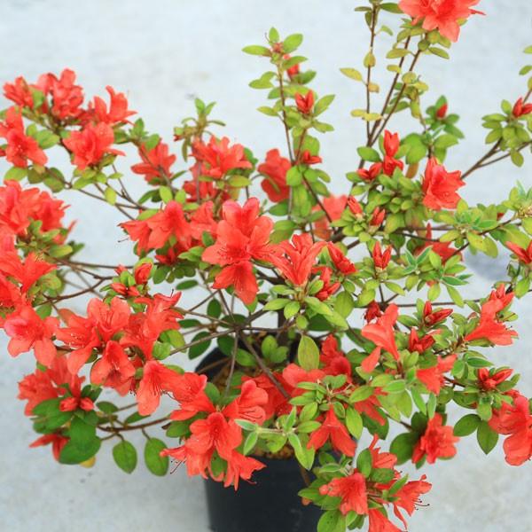 庭木：キンモウツツジ（金毛躑躅）* 珍しい肉厚の葉と美しい花色