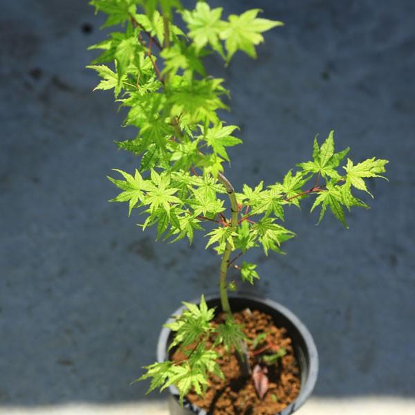 庭木：鴫立沢もみじ（しぎたつさわ）*葉脈が美しい人気品種 : 遊恵盆栽