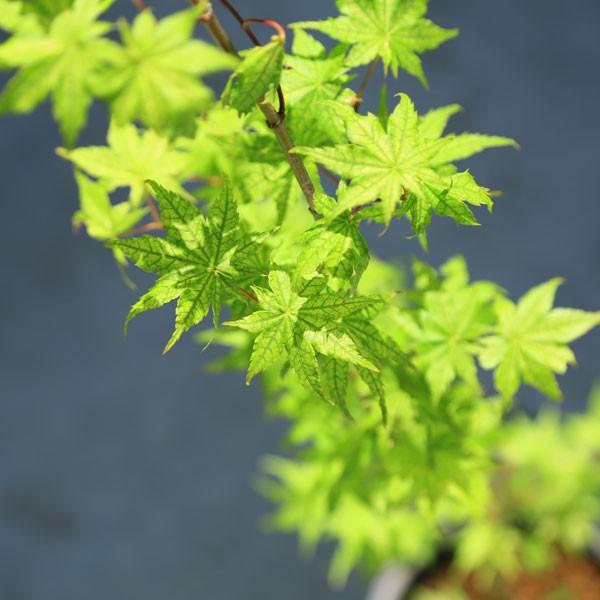庭木：鴫立沢もみじ（しぎたつさわ）*葉脈が美しい人気品種｜y-bonsai｜03