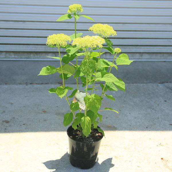 庭木 鉢花 白アジサイ アナベル 良品 プラスチック鉢 N0914 遊恵盆栽 Yahoo 店 通販 Yahoo ショッピング