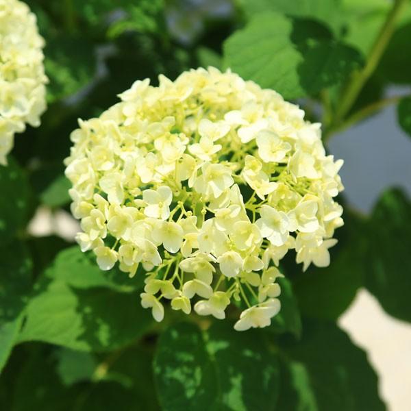 庭木 鉢花 白アジサイ アナベル 良品 プラスチック鉢 N0914 遊恵盆栽 Yahoo 店 通販 Yahoo ショッピング