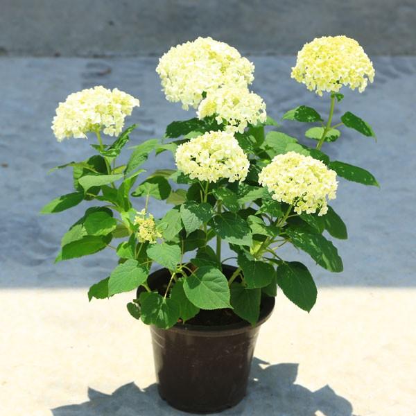 庭木 鉢花 白アジサイ アナベル 良品 プラスチック鉢 N0914 遊恵盆栽 Yahoo 店 通販 Yahoo ショッピング