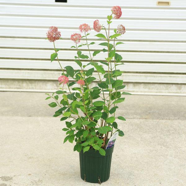 庭木 鉢花 アジサイ ピンクアナベル 特大良品 佐川急便発送 N0915 遊恵盆栽 Yahoo 店 通販 Yahoo ショッピング