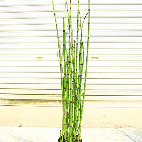 庭木・植木：トクサ（砥草）*とくさ 特大株 生垣向き : 遊恵盆栽 Yahoo!店 - 通販 - Yahoo!ショッピング