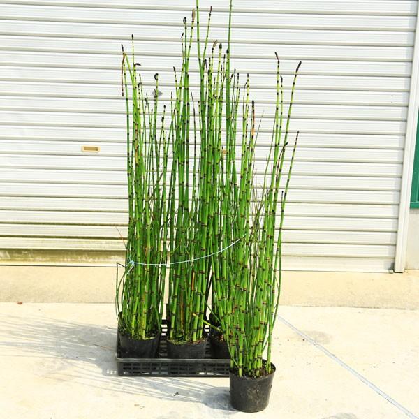庭木・植木：トクサ（砥草）*とくさ 特大株 生垣向き : 遊恵盆栽 Yahoo!店 - 通販 - Yahoo!ショッピング